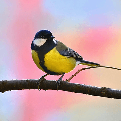 Wie hoor ik daar? Vogeltje op een tak